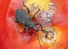 John Scholey - Vine Beetle on Tomato.jpg